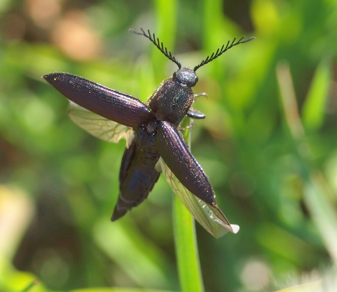 Ctenicera cuprea ?